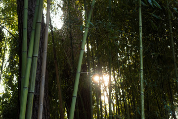 Lots of tall bamboo trunks with sun flare