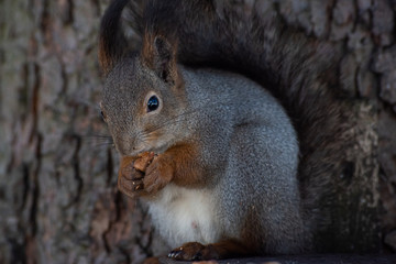 Portrait fluffy squirrel holding a nut in the winter