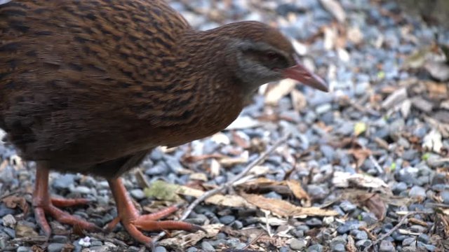 A Weka bird in New Zealand walking along the forest floor in slow motion