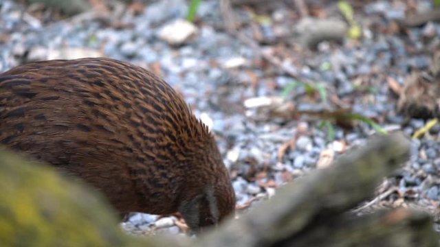 A Weka bird in New Zealand walking along the forest floor in slow motion