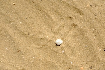 Fototapeta na wymiar Small Seashell on a Tropical Beach