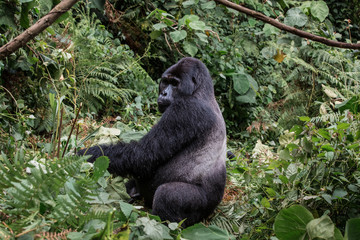 the leader of a pack of gorillas, silver back poses in the depths of the jungle
