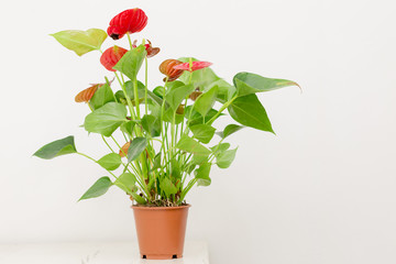 Blooming plants of anthurium / flamingo flowers in a pot on a wooden table on a background of a white wall