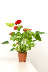 Blooming plants of anthurium / flamingo flowers in a pot on a wooden table on a background of a white wall