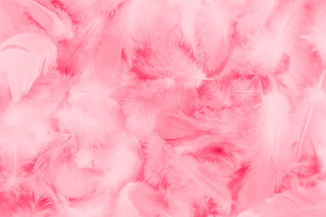 Beautiful abstract colorful white and pink feathers on white background and soft white red feather texture on pink pattern, pink background