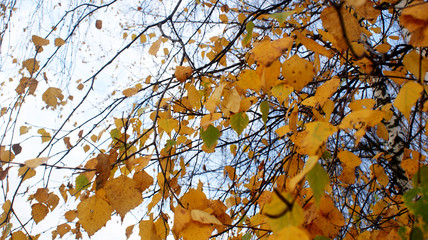 branches with yellow leaves of birch on a background of the sky on an autumn day