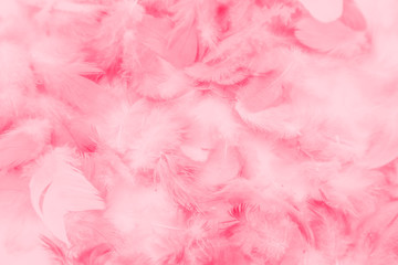 Beautiful abstract colorful white and pink feathers on white background and soft white red feather texture on pink pattern, pink background