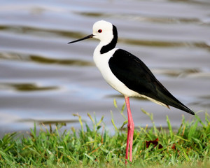 Stilt 