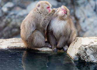 Japanese macaque (Macaca fuscata). Snow monkey at Jigokudani hotspring in Nagano, Japan