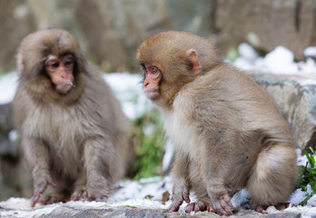 Japanese macaque (Macaca fuscata). Snow monkey at Jigokudani hotspring in Nagano, Japan