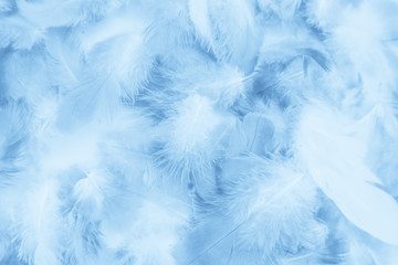 Beautiful abstract colorful purple and blue feathers on white background and soft white pink...