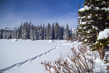 Snowshoe adventure Boulder County 12/2019