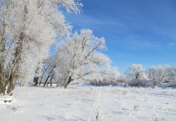 Clear winter day. The trees on the river Bank are covered with frost.