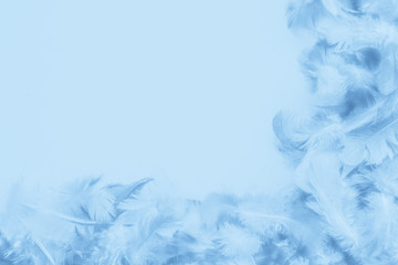 Beautiful abstract colorful purple and blue feathers on white background and soft white pink feather texture on white pattern and blue background