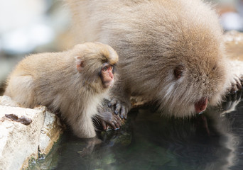 Naklejka premium Japanese macaque (Macaca fuscata). Snow monkey at Jigokudani hotspring in Nagano, Japan