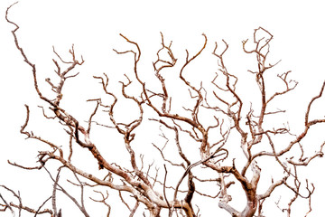  branches on white background 