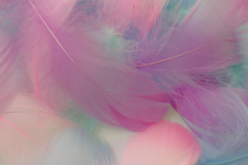 Beautiful abstract purple and blue feathers on white background and soft white pink feather texture on white pattern, colorful background