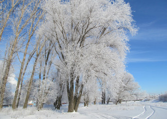 Clear, winter, frosty day. The trees on the river Bank are covered with frost.