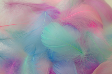 Obraz premium Beautiful abstract purple and blue feathers on white background and soft white pink feather texture on white pattern, colorful background