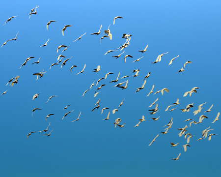 A Mob of Corellas