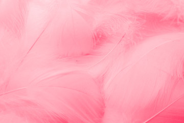 Beautiful abstract colorful white and pink feathers on white background and soft white red feather texture on pink pattern, pink background