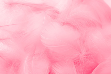 Beautiful abstract colorful white and pink feathers on white background and soft white red feather...