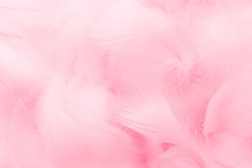 Beautiful abstract colorful white and pink feathers on white background and soft white red feather texture on pink pattern, pink background