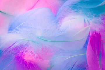 Fototapeta na wymiar Beautiful abstract purple and blue feathers on white background and soft white pink feather texture on white pattern, colorful background
