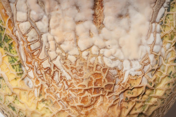 Melon with mold close-up. White mold on yellow melon. Improper storage of melons.