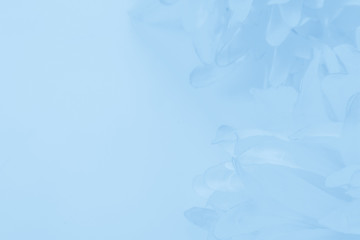 Beautiful abstract color purple and blue flowers on white background and light blue flower frame and purple leaves texture, blue background