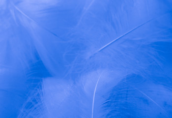 Beautiful abstract colorful purple and blue feathers on white background and soft white pink feather texture on white pattern and blue background