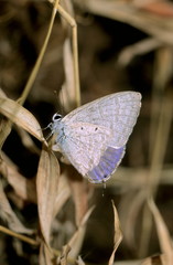 Obraz premium Lycaenidae at Borivali National Park, India
