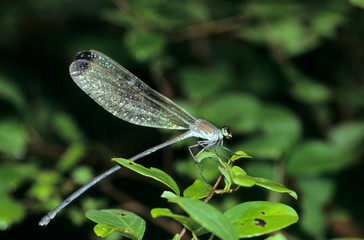 A Huge Damsel Fly at Borivali National Park, India