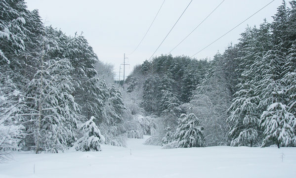 Clearing Under The Overhead Power Line In A Dense Pine Forest Covered With Snow.