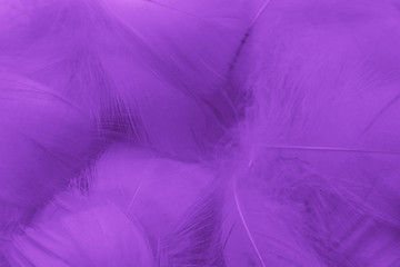 Beautiful abstract colorful blue and light purple feathers on white background and soft white pink...