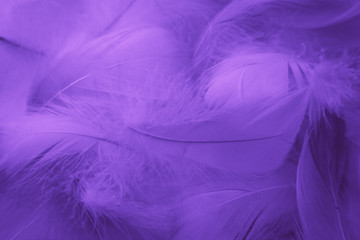 Fototapeta na wymiar Beautiful abstract colorful blue and light purple feathers on white background and soft white pink feather texture on white pattern and purple background