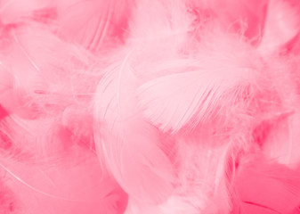 Obraz premium Beautiful abstract colorful white and pink feathers on white background and soft white red feather texture on pink pattern, pink background