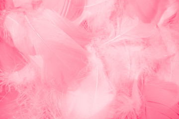 Beautiful abstract colorful white and pink feathers on white background and soft white red feather texture on pink pattern, pink background