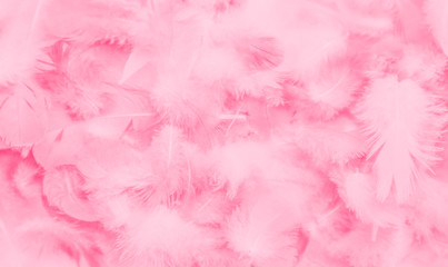 Beautiful abstract colorful white and pink feathers on white background and soft white red feather texture on pink pattern, pink background