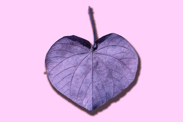 purple heart shaped leaf isolated on white