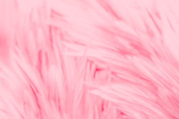 Beautiful abstract colorful white and pink feathers on white background and soft white red feather texture on pink pattern, pink background