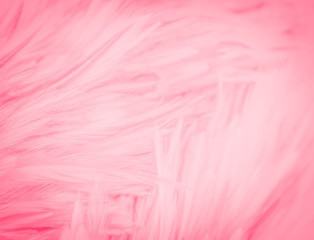 Fototapeta premium Beautiful abstract colorful white and pink feathers on white background and soft white red feather texture on pink pattern, pink background