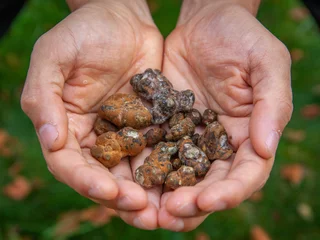Gardinen Magic truffles handed over the green grass at a retreat close from Amsterdam, Netherlands © Arthur