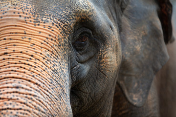 closeup of an elephant