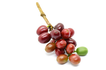 Coffee berries on branch on white background.