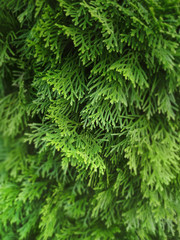 Fototapeta na wymiar Сloseup of cypress tree branches. Coniferous bush.