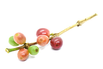 Coffee berries on branch on white background.