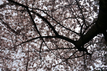 background with branches of blooming pink cherry trees at springtime (sakura), 