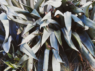(Aloe vera) Aloès des Barbades aux feuilles larges, vert pâle, lancéolées, marginées de dents souples et épineuses, cultivées comme plante ornementale ou pour la récolte du suc et gel d'aloès