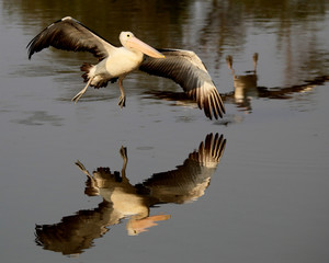 One Pelican, two reflections